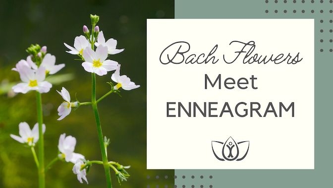 Bach Flowers Meet Enneagram
