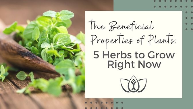 The Beneficial Properties of Plants: 5 Herbs to Grow Right Now